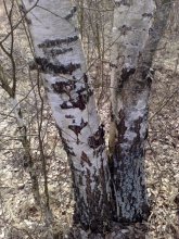BIRCH / ***