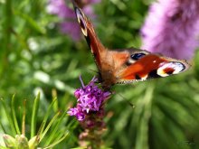Butterflies. / ***