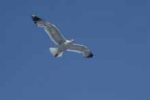 seagull / ***