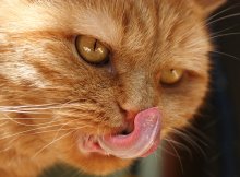 Hungry and angry / ***