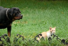 Cooperative hunting / ***