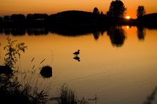 Duck and a sunset / ***