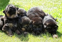 brood / .........
