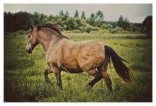 Horses / http://dide.blogi.by