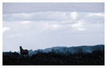 Horses / http://dide.blogi.by