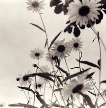 Daisies / .....