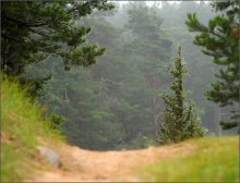 Morning in a Pine Forest / .....