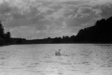 Lone swan / ***