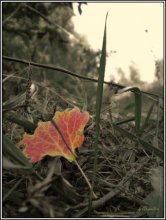 The first whispers of fall ......... / ..................