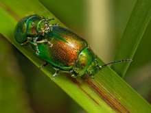 Beetles / Chrysolina fastuosa