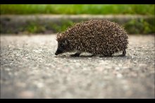 Hedgehog / ***