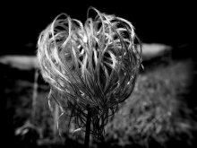 Ball in the dark .... / ***