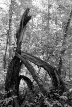 Drevozavr / **********