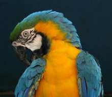 Birdie / ***
