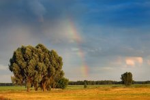 Rainbow on the field in Red farm Belarussii / 9.07.2009 20:40:24;

Tv 1/8,
Av 11, ISO 100