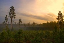 Morning in the September woods / ......