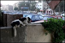 dog's life / ***