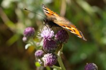 Variegated butterfly / ***