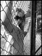 face / ***