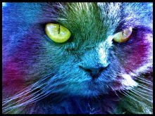 * Rainbow cat / *Semione
