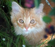 Ginger ginger tabby / ***