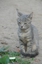 Kitten with a cucumber / ***