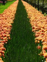 Green lane / *****