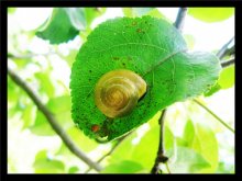 Snail =) / ***