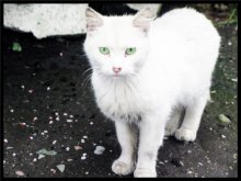 Pussy / ***
