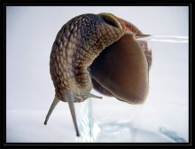 Snail in a glass / ***