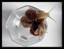 Snail in a glass / ***