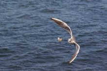 Flight tests. Overload. / *****