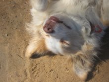 Siesta, or a dog, too, love to sunbathe / ***