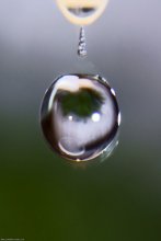 A drop in flight / ***