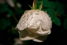 Dog rose after rain / ***
