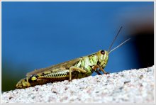 Greenbacks, he was / Canon