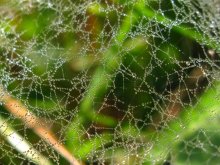 dew on a cobweb / ***