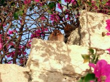 Merging with nature / *****