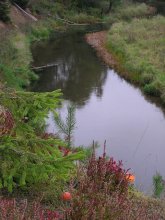 The Catcher in the heather / ***