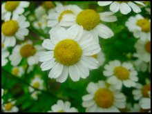 Daisies / ***