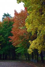 Autumn tricolor / ......