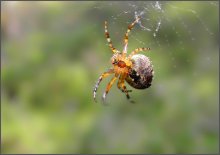 visyu ... not bothering anyone ... / ... :)