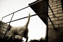 the cat who walks ... / ***