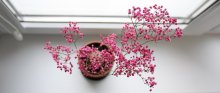 pink flowers on my window sill / ***