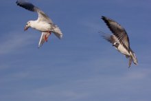 Flight tests. Refueling. / *****