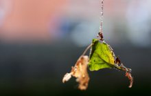 autumn motive / ---------------------------------