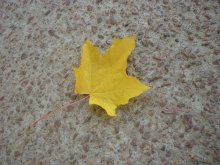 Autumn leaf / ***