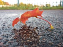 wet asphalt, preukrashenny autumn leaves / ***