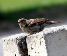 Turn vodichku, please ... / ***