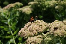 Bumblebee goes to the landing / ***
